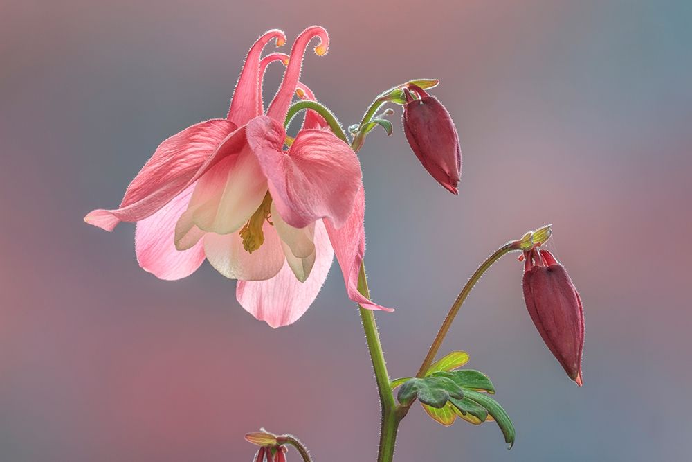 Washington State-Seabeck Columbine blossom close-up